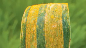 rouille jaune : protection fongicide du blé